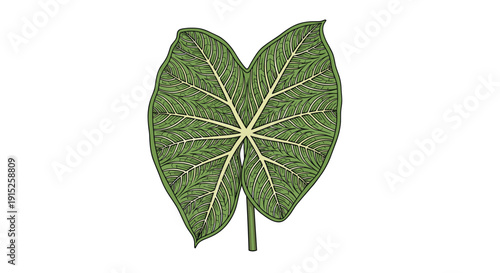A detailed, hand-drawn illustration of a large tropical taro leaf, showing its intricate vein structure in a vintage engraving style.