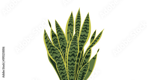A simple and stylish illustration of a snake plant, also known as Sansevieria, with its characteristic striped leaves on white.