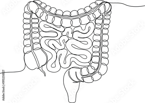 Human Digestive System Anatomy Illustration Showing Intestines Colon and Gastrointestinal Tract Medical Line Art Vector Design