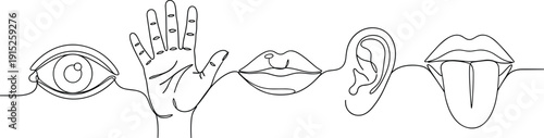 Human Five Senses Anatomy Line Art Illustration with Eye, Hand, Lips, Ear and Tongue Representing Sensory Organs for Medical Education Concept