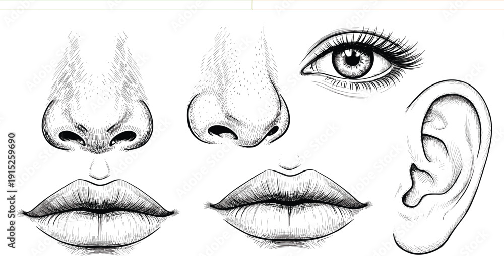 Fototapeta premium Human Facial Features Anatomy Set with Eye, Nose, Ear and Lips Engraving Style Line Art Illustration for Medical Study, Cosmetic Design and Education