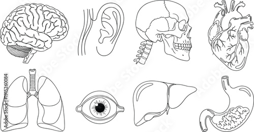 Human Internal Organs Anatomy Collection with Brain, Skull, Heart, Lungs, Eye, Ear, Liver and Stomach Line Art Medical Illustration Set