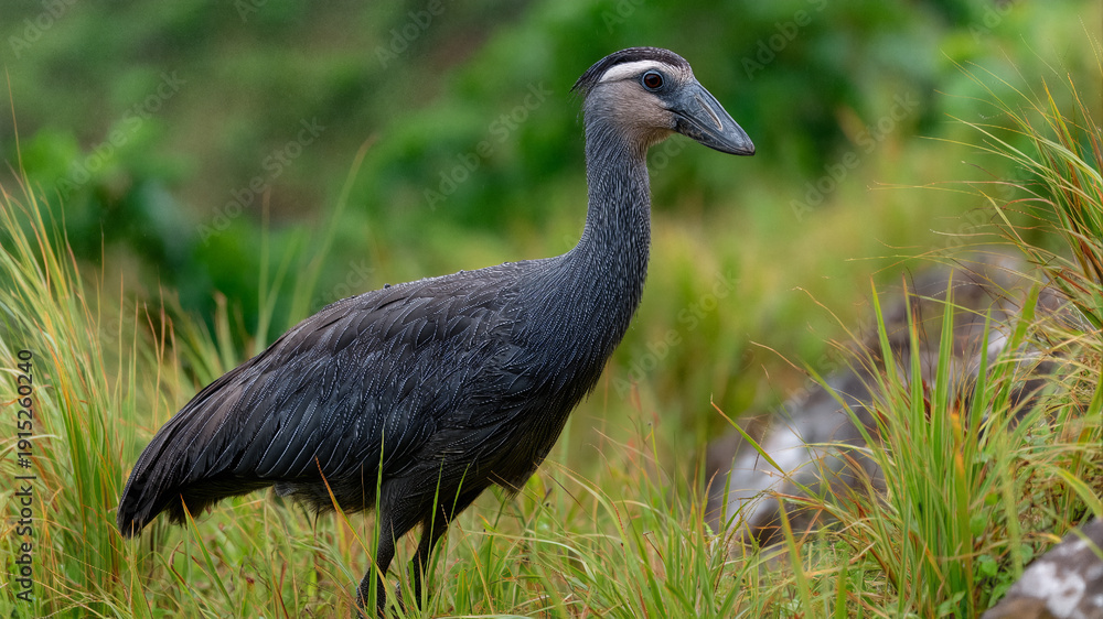 Fototapeta premium Profile portrait of a dodo bird standing in lush green grass on Mauritius island