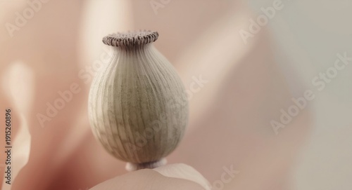 Extreme close focus on opium poppy capsules with botanical clarity