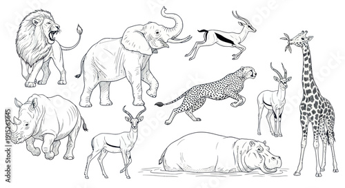 A captivating collection of African safari animals rendered in an expressive line drawing style, suitable for educational resources, wildlife themed projects, and childrens activity books.
