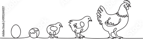 Continuous one line drawing of Chicken life cycle. Single line drawing illustration of Chicken Growth from egg. one line Art icon drawing vector