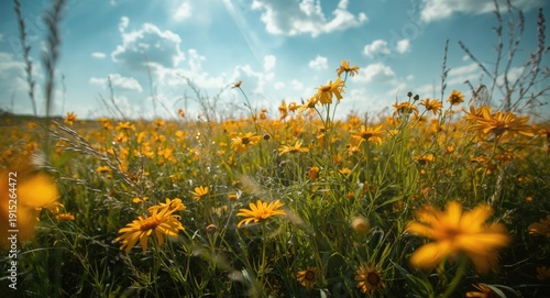 Dynamic artistic portrayal of a sunlit meadow alive with golden and orange Immortelles flowers