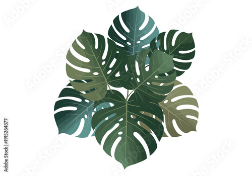 Group of Illustrated Monstera Deliciosa Leaves with Fenestrations