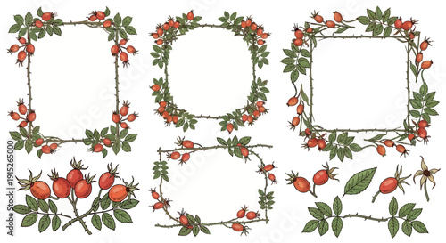 Colorful rosehip berries with green leaves and thorny branches arranged as botanical frames and individual components, perfect for natural product branding and autumn season designs.