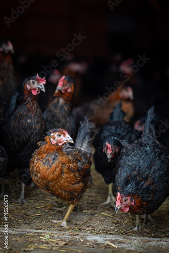 A flock of healthy free-range hens in a rustic environment, highlighting organic poultry farming and sustainable agriculture concepts.