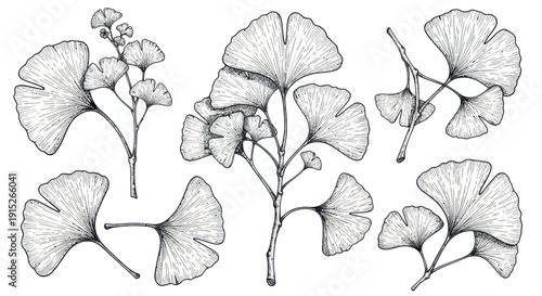 Hand drawn ginkgo biloba leaf and branch collection in a black and white vintage style perfect for botanical studies organic product packaging and decorative prints