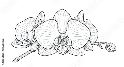 Elegant botanical line drawing of an orchid flower branch with several blooming blossoms and a bud, ideal for graphic design, print materials, or sophisticated home decoration.