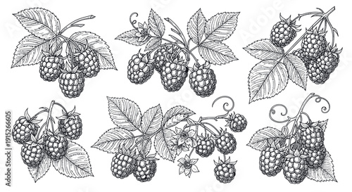 Handdrawn botanical illustration of ripe raspberries with green leaves and branches, perfect for natural food packaging, gardenthemed prints, or fresh berry labels.