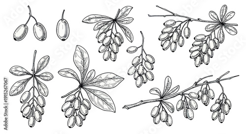 Hand drawn black and white barberry plant collection featuring various botanical sketches of berries, leaves, and branches for herbal medicine and food packaging purposes.