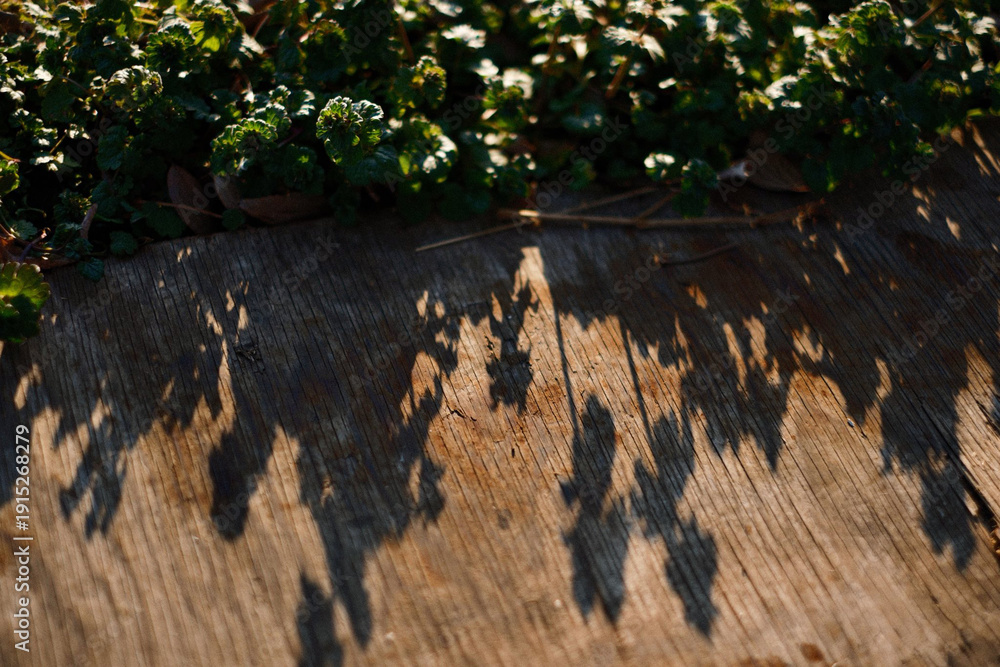 Naklejka premium Sunlight Foliage Shadows on Rustic Wood Background. Natural Abstract Texture with Botanical Leaves and Warm Organic Pattern