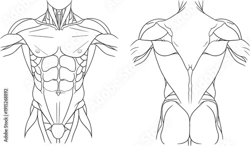 Human Male Anatomy Vector Illustration Featuring Detailed Muscular System of the Torso and Back Isolated on White Background for Medical Fitness and Health Design