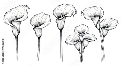 Hand drawn ink sketch of calla lily flowers in various arrangements suitable for elegant wedding invitations, sophisticated event decor, or vintage botanical prints