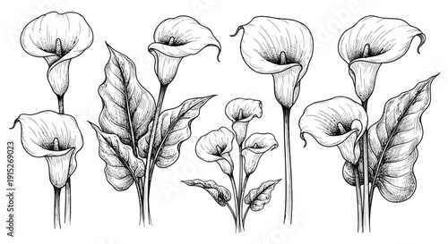 Collection of elegant calla lily flowers and lush leaves hand drawn in a detailed botanical sketch style perfect for sophisticated floral projects and natural themed decor