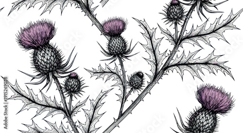 Detailed botanical drawing of thistle plants with spiky leaves and purple flowers, perfect for herbal product labels, naturethemed publications, or traditional garden decor.