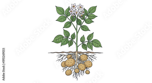 Detailed potato plant showing its full growth cycle from flowers and leaves above ground to roots and tubers below ground, useful for agricultural and educational content
