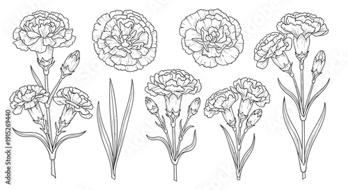 Detailed botanical line drawing collection of elegant carnation flowers, buds, and leaves, perfect for spring event decoration, greeting projects, or educational plant guide resources