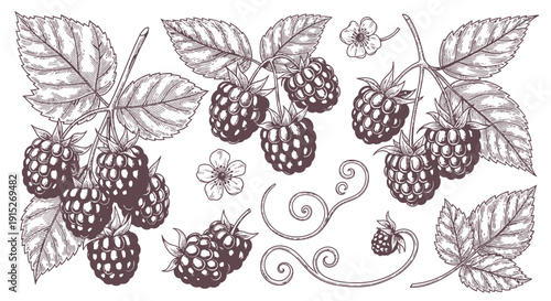 Engraved botanical elements featuring ripe raspberry fruits, detailed leaves, subtle flowers, and decorative swirls ideal for natural product packaging, garden market branding, or kitchen