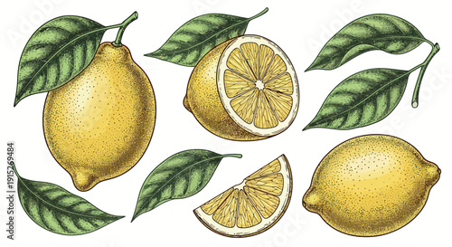 A vibrant collection of fresh yellow lemons and green leaves in an intricate botanical engraving style, perfect for refreshing food and drink packaging or natural wellness product promotion.