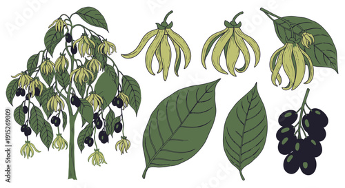 Ylang Ylang tree featuring its characteristic fragrant yellowgreen flowers and dark fruits, presented with individual leaves and botanical elements, suitable for natural product branding or