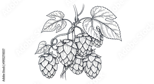 Hand drawn black and white hops on a vine with leaves perfect for brewery branding craft beer labels and vintage beverage advertisements