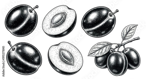 Vintage engraving style plum collection showcasing fresh whole fruits, halves revealing pits, and plums on a leafy branch ideal for farmtotable menus or natural product labels.