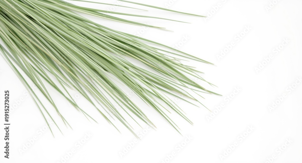 Obraz premium Close overhead image of vetiver grass against white background
