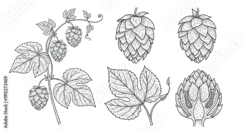 Detailed botanical line drawing set of hop plants, cones, and leaves, ideal for craft beer labels, brewery branding, and educational material related to brewing ingredients