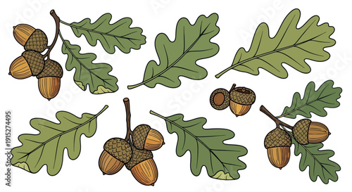 Vibrant collection of oak tree foliage and mature acorns, ideal for educational content, seasonal projects, environmental themes, or rustic outdoor celebrations