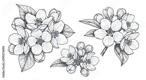 Botanical monochrome blooming apple flowers and unopened buds with elegant leaves provide a timeless natural motif suitable for vintage themed events, ecological awareness campaigns, or