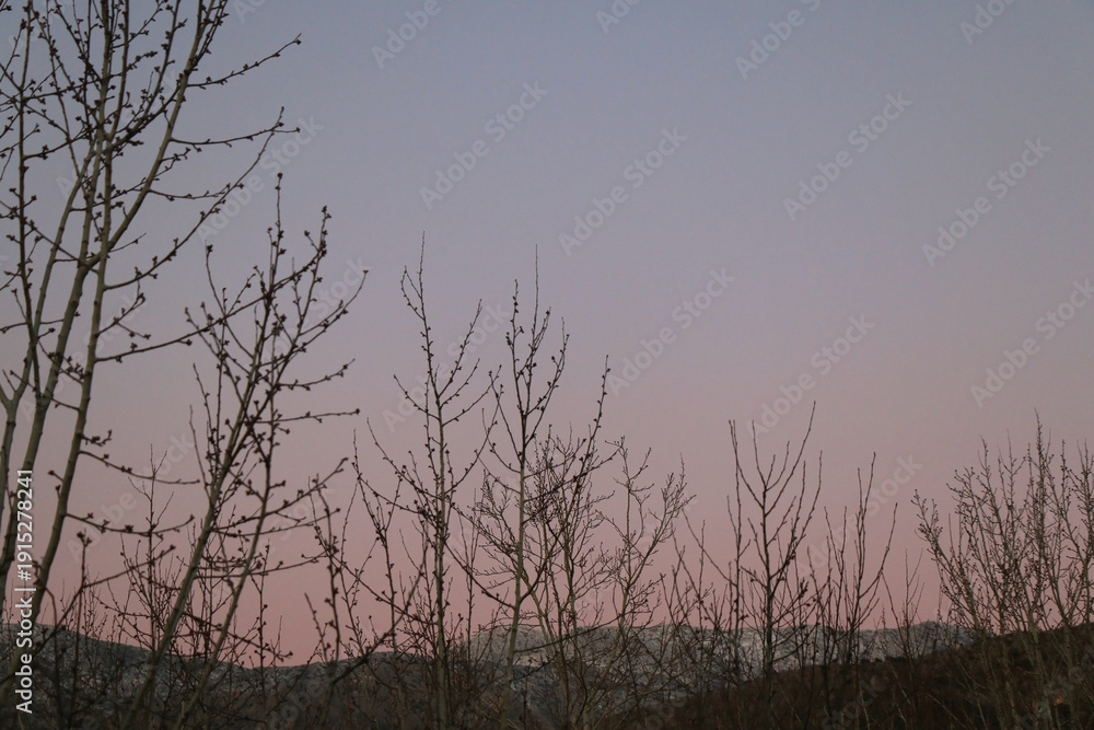 Fototapeta premium Bare tree branches in the winter. Dramatic sky in the background. Selective focus.
