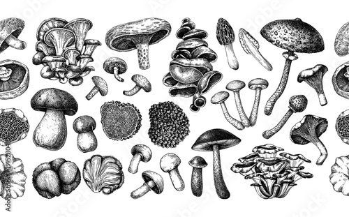 Gourmet and culinary mushrooms hand drawn vector illustration. Wild fungi border in sketch style for restaurant menu design and healthy food products.  NOT AI generated