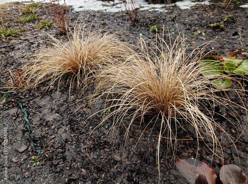 Foto Two decorative Carex petriei 'Milk Chocolate' sedges in a spring garden on dark