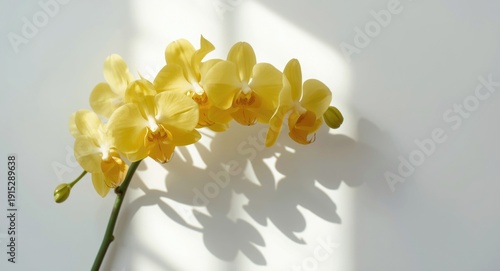 Arrangement of yellow orchids on a clean white backdrop with natural light