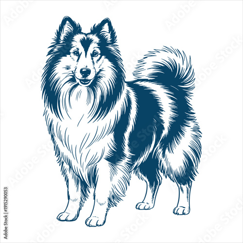 Shetland Sheepdog Standing Detailed Vector Illustration
