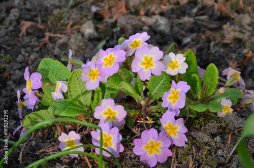 Closeup lilac color blooming common primroses(Primula vulgaris ) first spring flowers .Nature, seasonal , awakening of nature, environment.