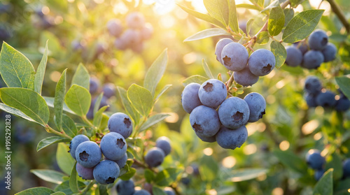 Gros plan de grappes de bleuets mûrs sur une branche dans un champ inondé de lumière dorée