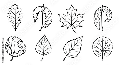 A detailed illustration showcasing various types of leaves from different trees Vector