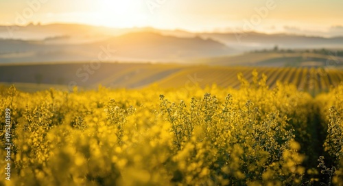 Soft morning glow highlight...