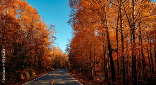 October forest scene showin...