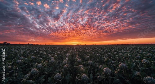 Sunset backdrop with expans...