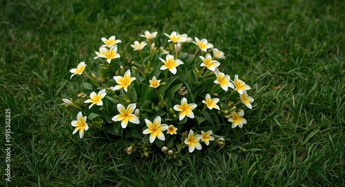 Medicinal Kanna plant with ...