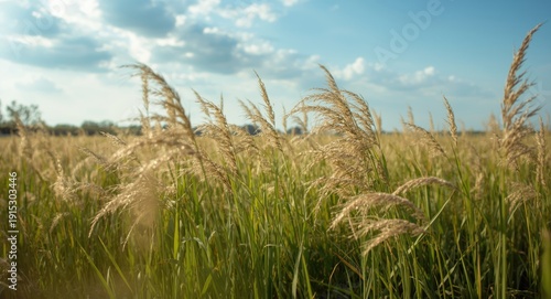 Sunlit wild rye grass in vivid green spreading across summer fields for nature visuals