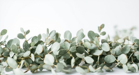 Wedding greenery border featuring hand painted eucalyptus leaves