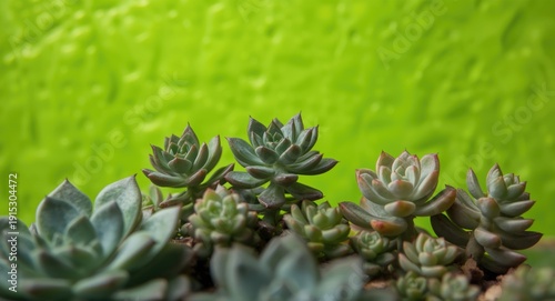 Succulent group close shot ...