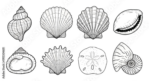 A diverse collection of intricately detailed seashell illustrations Vector
